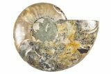 Cut & Polished Ammonite Fossil (Half) - Madagascar #345984-1